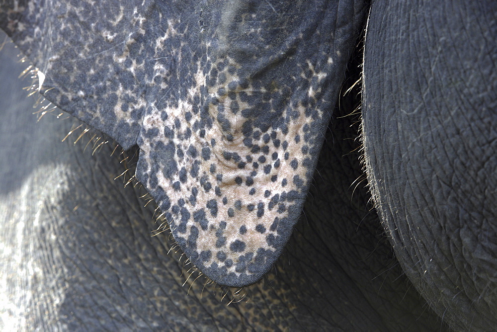 Asian Elephant, Indian Elephant (Elephas maximus indicus) wild adult. Bandhavgarh Tiger Reserve, India.