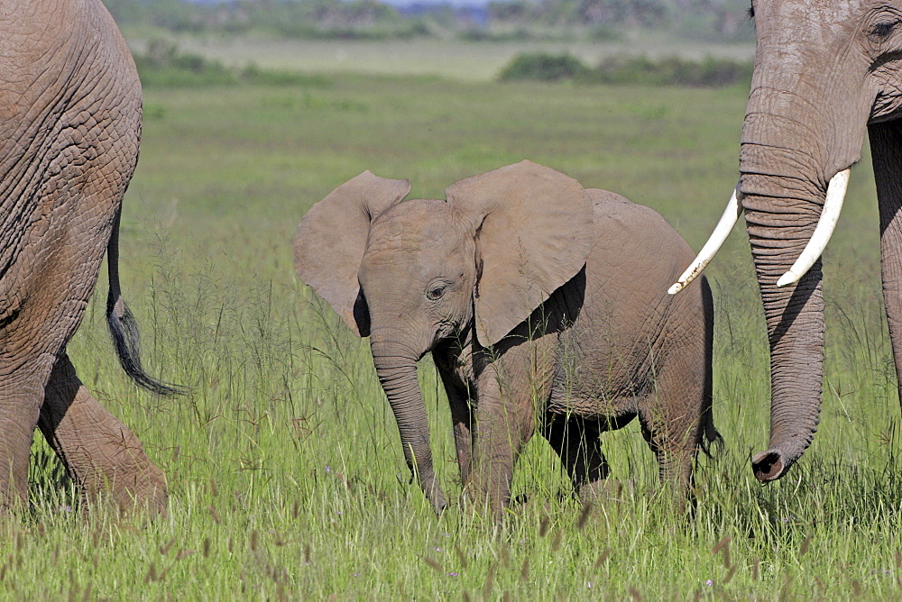 African Elephants (Loxodonta africana) wild adult females with juvenile. Amboseli National Park, Kenya.