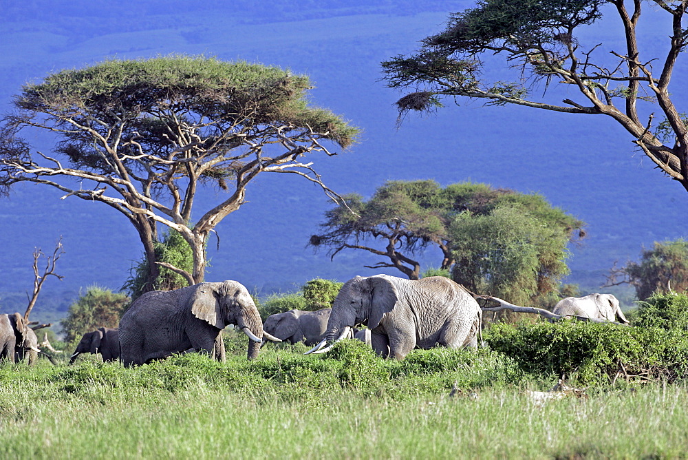 African Elephants (Loxodonta africana) wild adults. Amboseli National Park, Kenya.