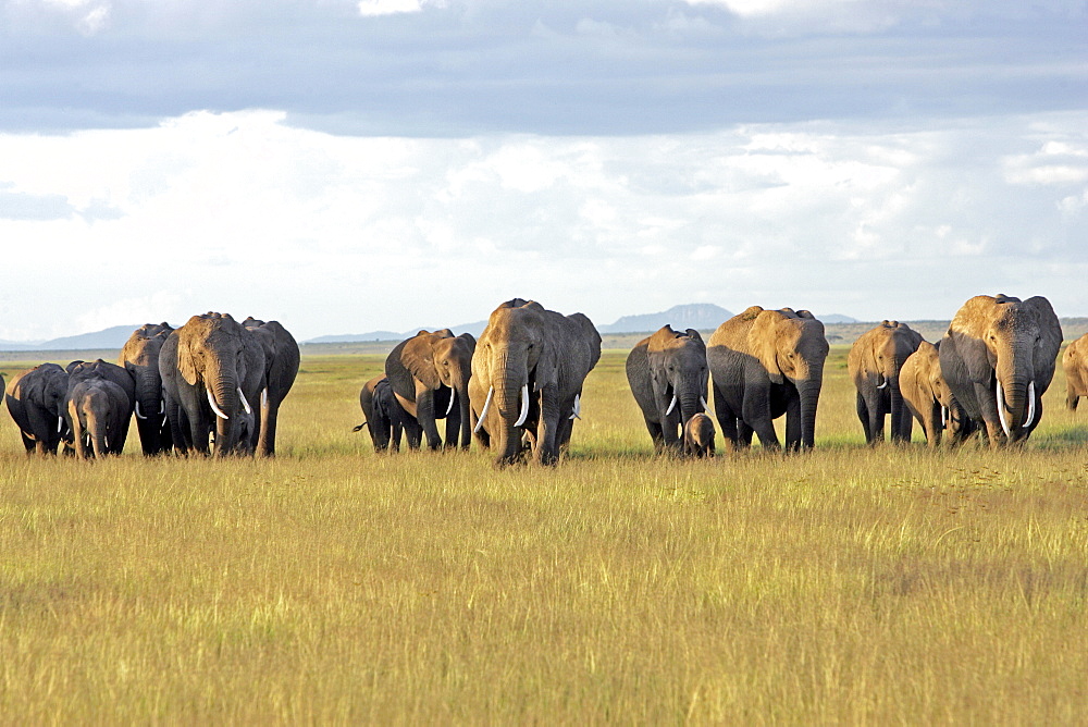 African Elephants (Loxodonta africana) wild female adults and juveniles, breeding herd. Amboseli National Park, Kenya.