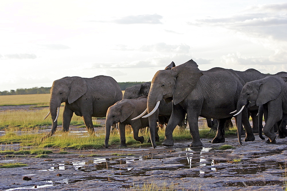 African Elephants (Loxodonta africana) wild adults and juveniles in breeding herd. Amboseli National Park, Kenya.