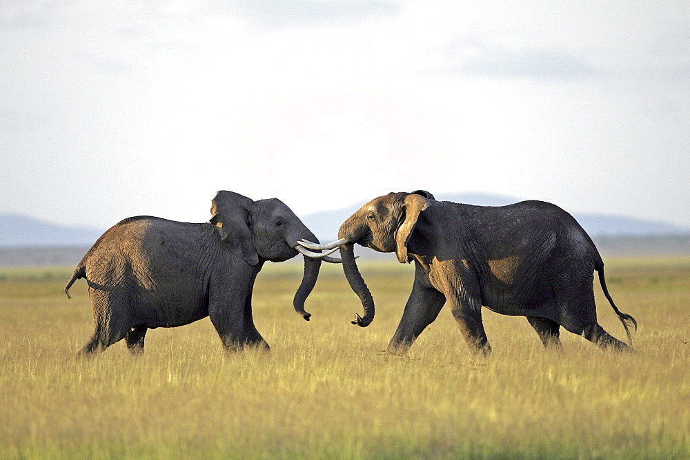 African Elephants (Loxodonta africana) wild adults. Amboseli National Park, Kenya. 