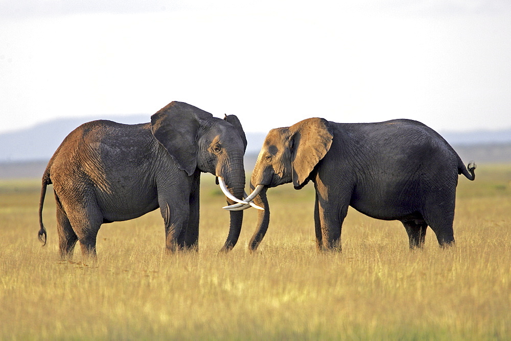 African Elephants (Loxodonta africana) wild adults. Amboseli National Park, Kenya.