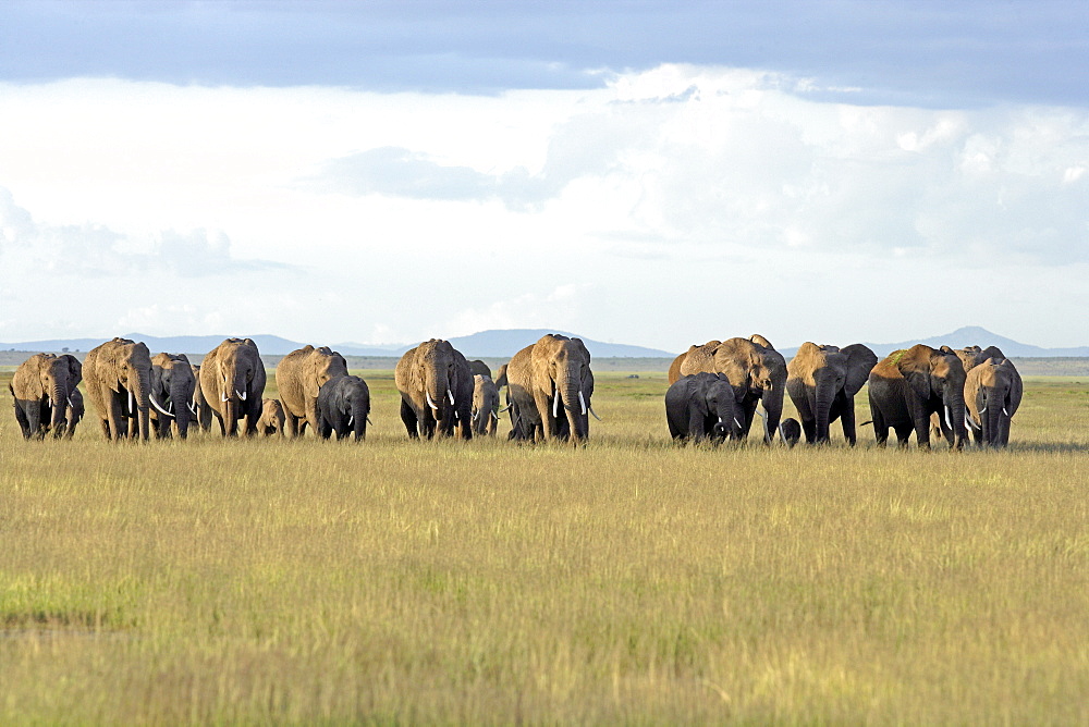 African Elephants (Loxodonta africana) wild adults and juveniles in breeding herd. Amboseli National Park, Kenya.