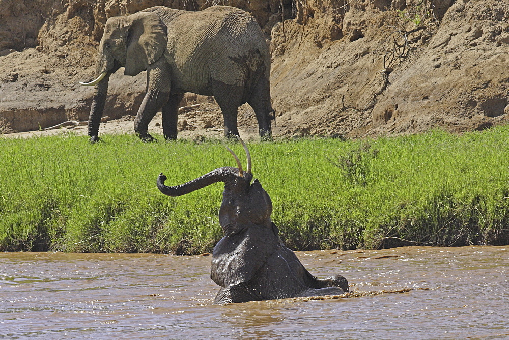 African Elephants (Loxodonta africana) wild adults. Amboseli National Park. Kenya.