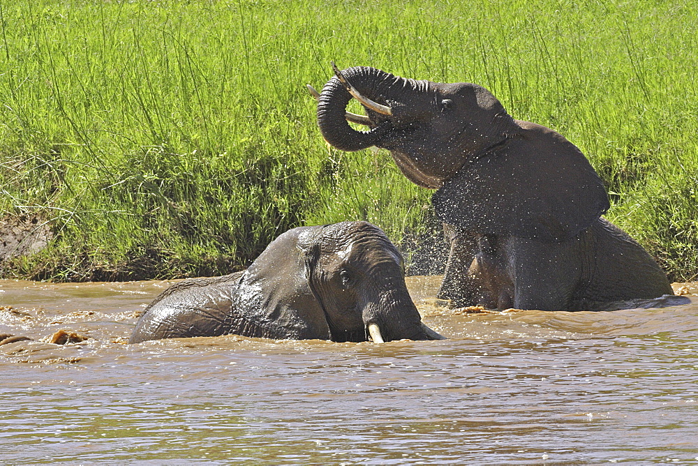 African Elephants (Loxodonta africana) wild adults. Amboseli National Park, Kenya.