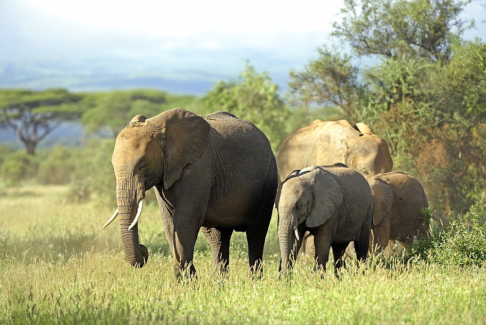 African Elephants (Loxodonta africana) wild adult females and juveniles. Amboseli, Kenya.