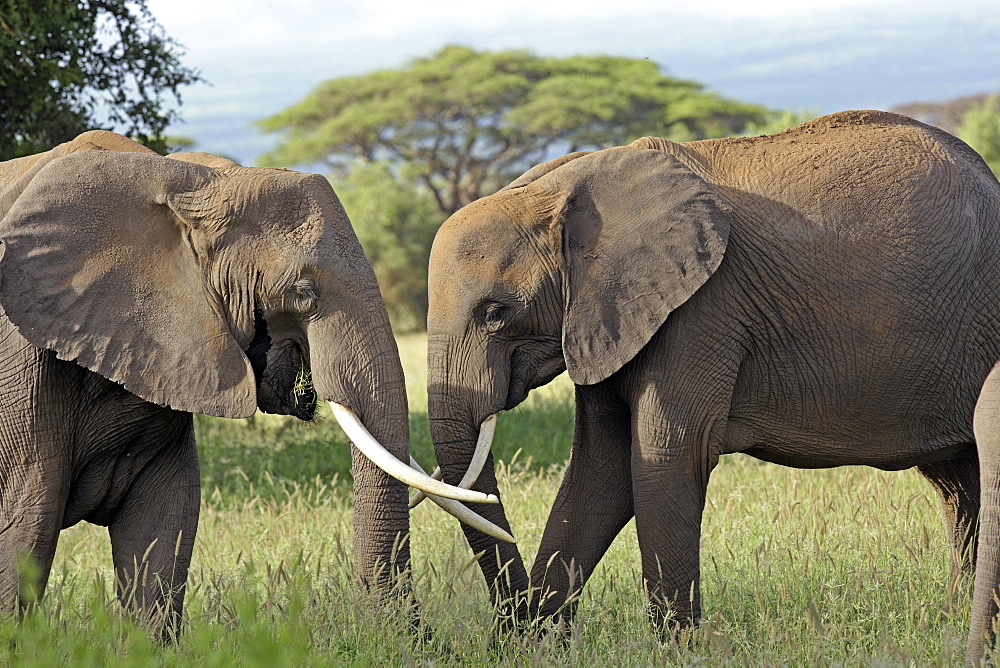 African Elephants (Loxodonta africana) wild adult females. Amboseli, Kenya.