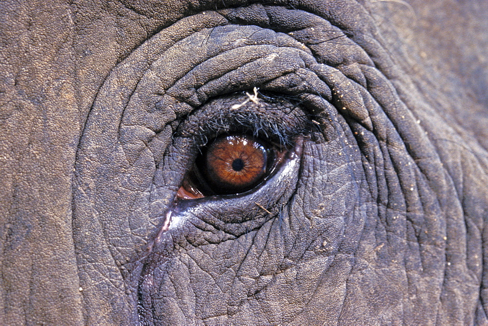 Asian Elephant, Indian Elephant (Elephas maximus Indicus) captive adult male. Bandhavgarh Tiger Reserve, India.