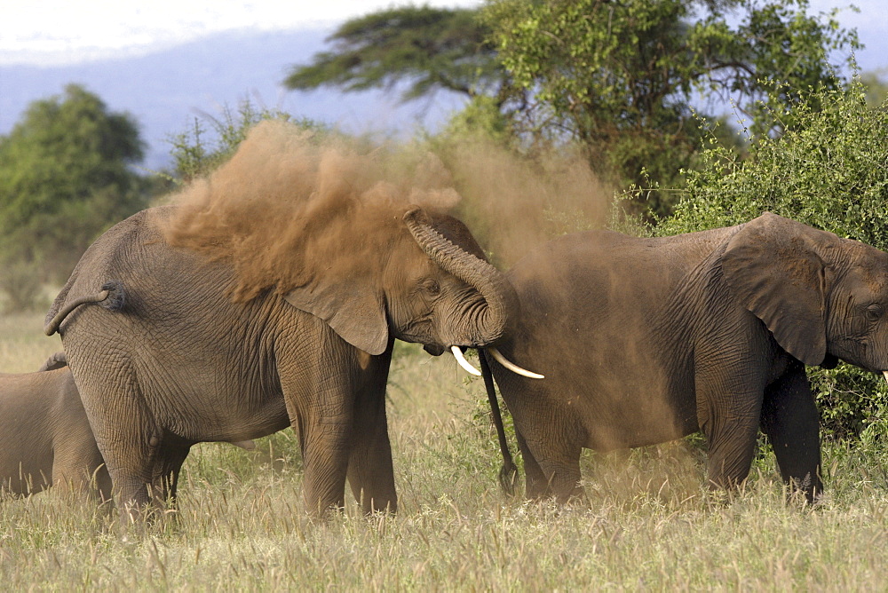 African Elephants (Loxodonta africana) wild female adults. Amboseli, Kenya.