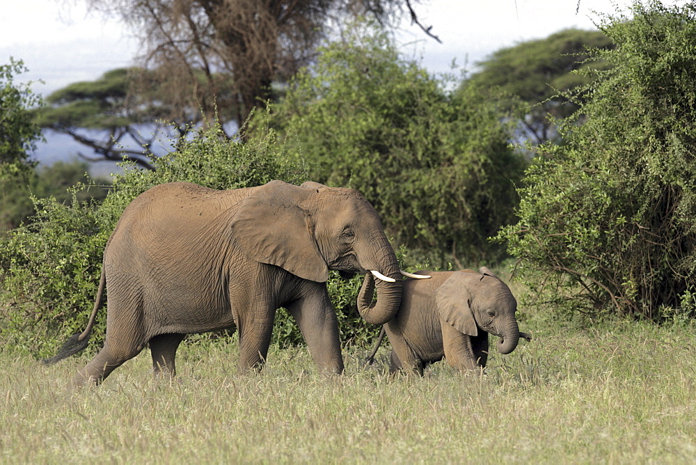 African Elephants (Loxodonta africana) wild adult female and juvenile. Amboseli National Park, Kenya.