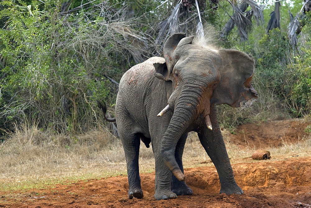 African Elephant (Loxodonta africana) wild adult male. Phinda Reserve, South Africa.