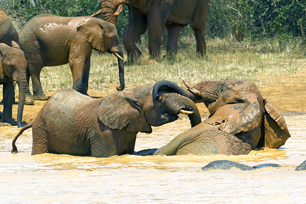 African Elephants (Loxodonta africana) wild adults and juveniles in breeding herd. Phinda Reserve, South Africa.