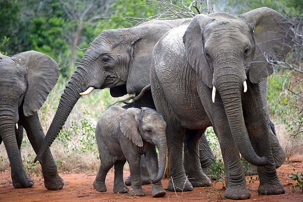 African Elephants (Loxodonta africana) wild female adults and juveniles. Phinda Reserve, South Africa.