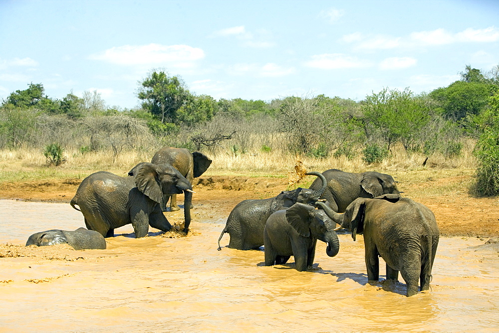 African Elephants (Loxodonta africana) wild adults, Phinda Reserve, South Africa.