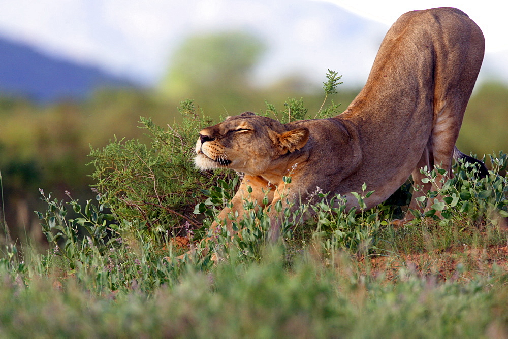 African Lion (Panthera Leo) wild adult female. Amboseli, Kenya.