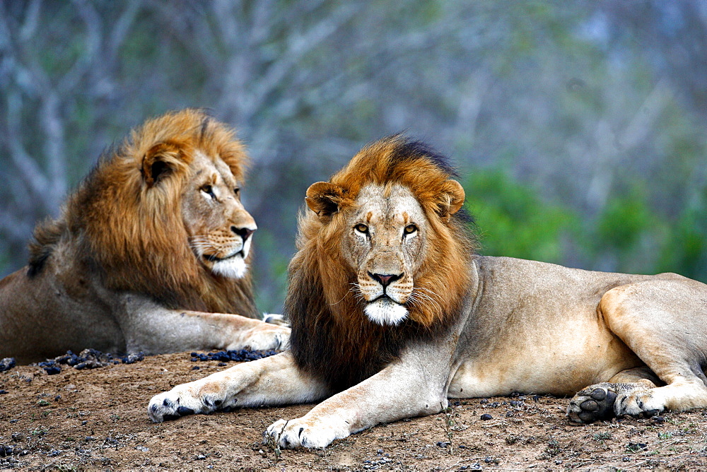 African Lions (Panthera Leo) wild adult males. Phinda Reserve, South Africa.