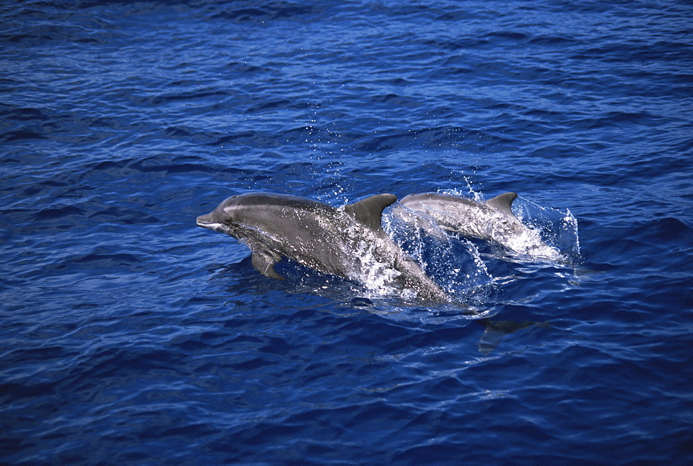 Rough Tooth Dolphin (Steno bredanensis) mother and calf. Azores