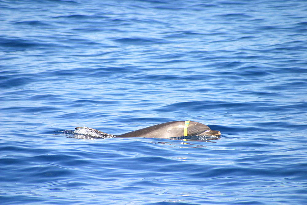 Bottlenose dolphin at surface with plastic around head (Tursiops truncatus) Azores, Atlantic Ocean   (RR)