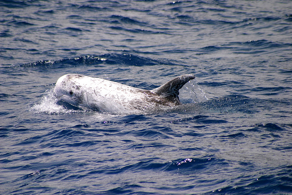 Risso's dolphin surfacing (Grampus griseus) Azores, Atlantic Ocean   (RR)