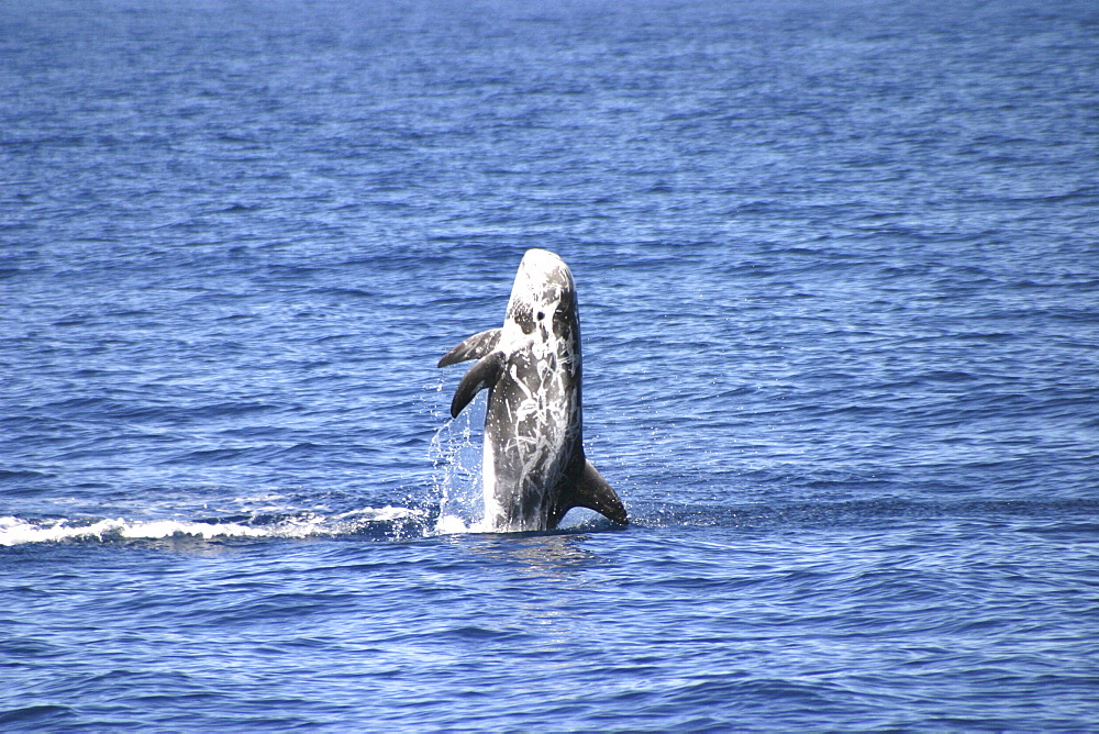 Risso's Dolphin, Grampus griseus, breaching off the Azores Islands   (RR)