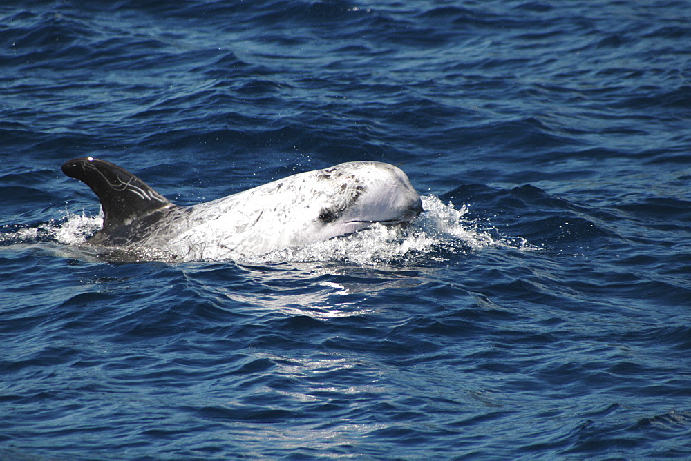 Risso's Dolphin, Grampus griseus, swimming off the Azores Islands   (RR)