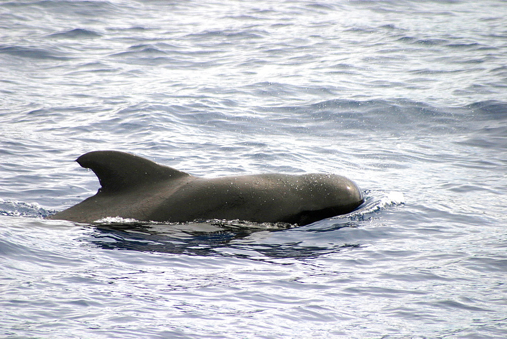 Short-finned pilot whale surfacing (Globicephala macrorhynchus) Azores, Atlantic Ocean   (RR)