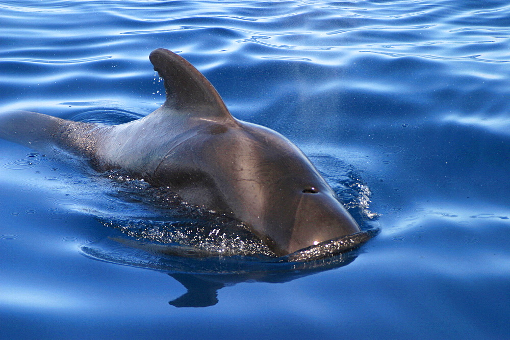 Short-finned pilot whale at surface (Globicephala macrorhynchus) Azores, Atlantic Ocean   (RR)