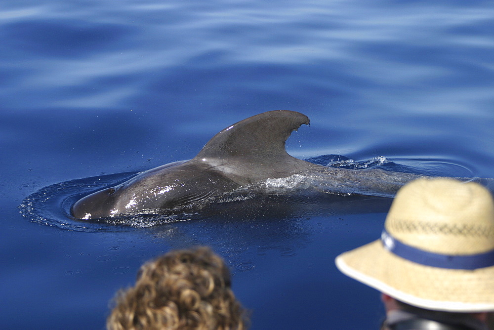 Short-fin Pilot Whale (Globicephala macrorhynchus). Azores   (RR)