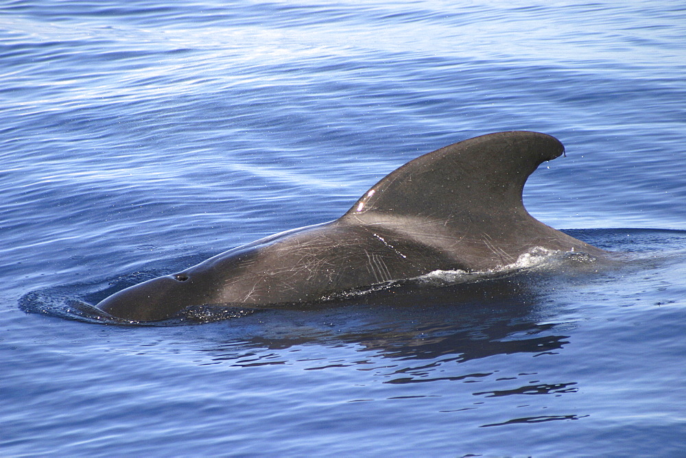 Short-fin Pilot Whale (Globicephala macrorhynchus). Azores   (RR)