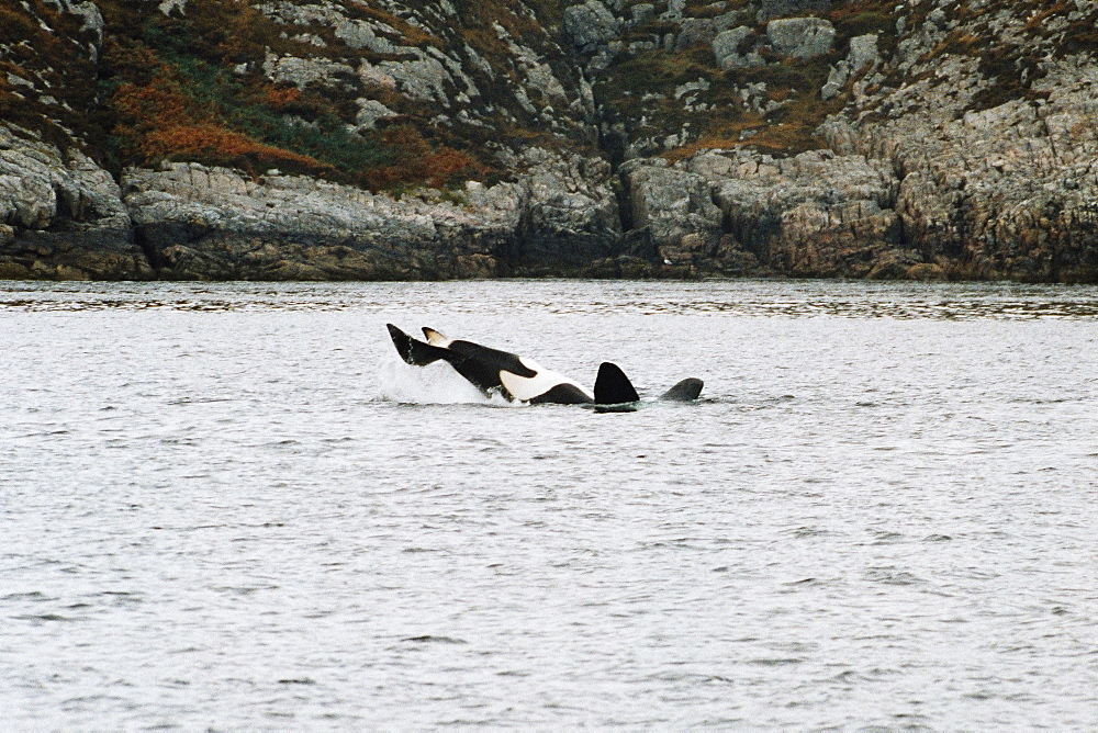 Killer whale (Orcinus orca) lying on its back tail slapping with Hebridean rocky shore behind . West coast of Scotland.