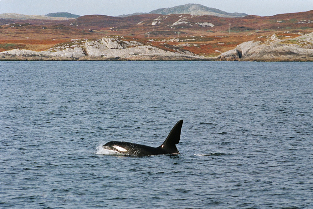 Adult male Killer whale (Orcinus orca) with typical Hebridean scenery behind. Well known off Scotland from his obvious dorsal fin: John Coe. Hebrides, West coast of Scotland