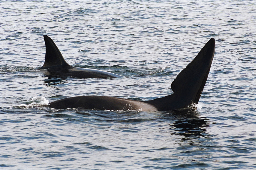 Two male Killer whales (Orcinus orca) - one is a well known individual, John Coe, recognised by the old wound in his dorsal fin. Hebrides, West coast of Scotland. 