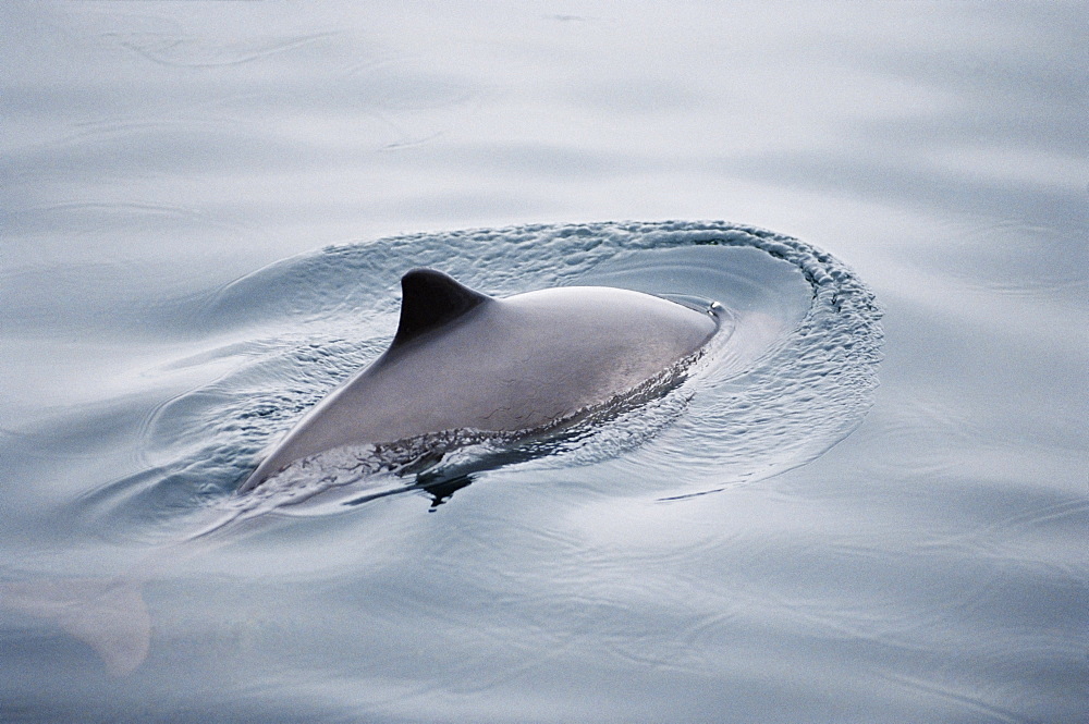 Harbour porpoise (Phocoena phocoena) with tail and triangular dorsal fin visible. Hebrides, Scotland 