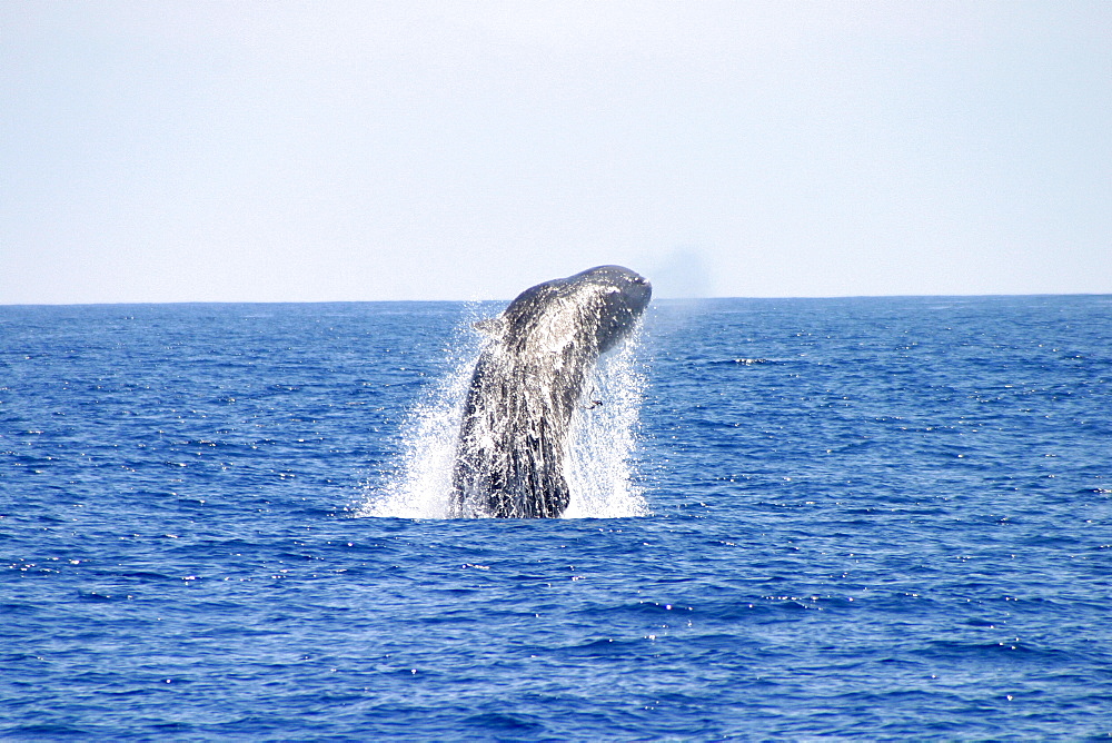 Sperm whale breaching (Physeter macrocephalus) Azores, Atlantic Ocean   (RR)