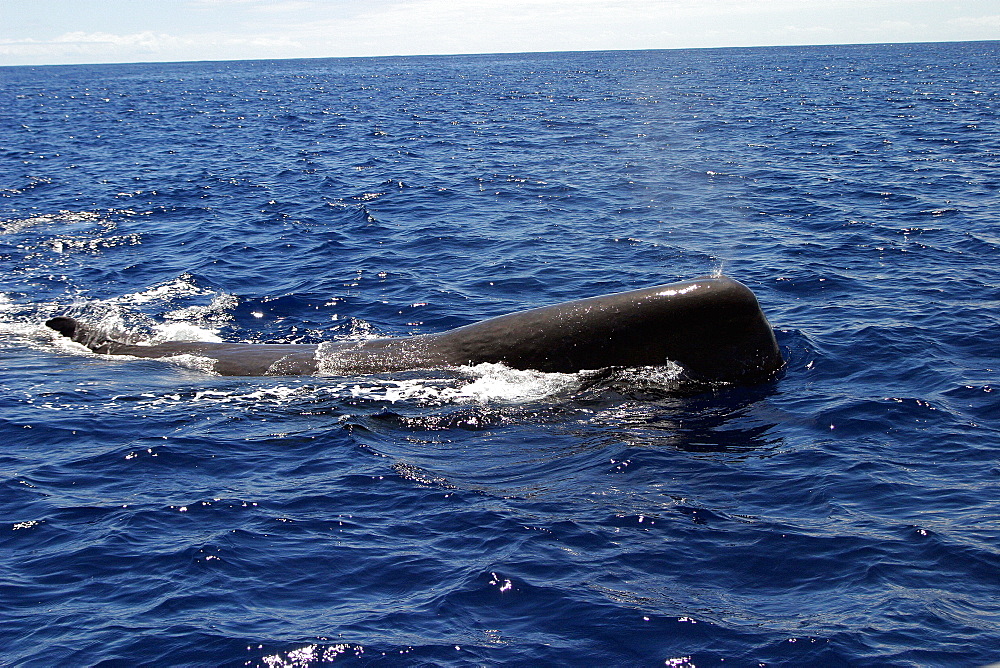 Sperm whale at surface (Physeter macrocephalus) Azores, Atlantic Ocean   (RR)