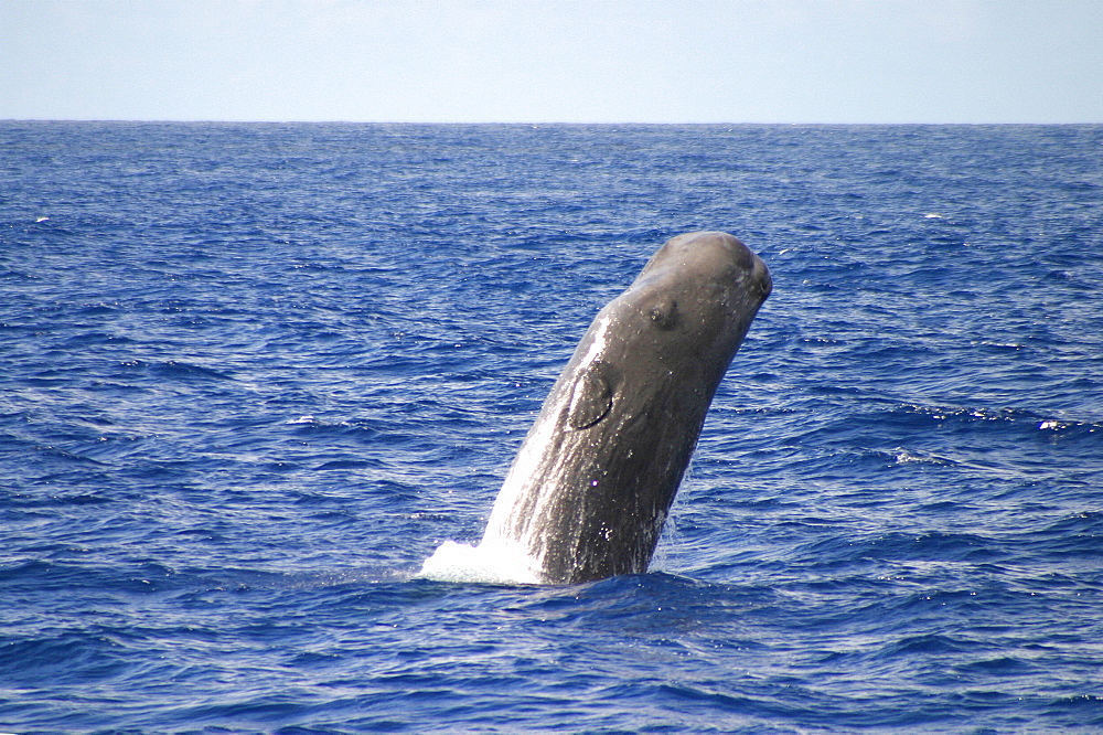 Sperm whale breaching (Physeter macrocephalus) Azores, Atlantic Ocean   (RR)