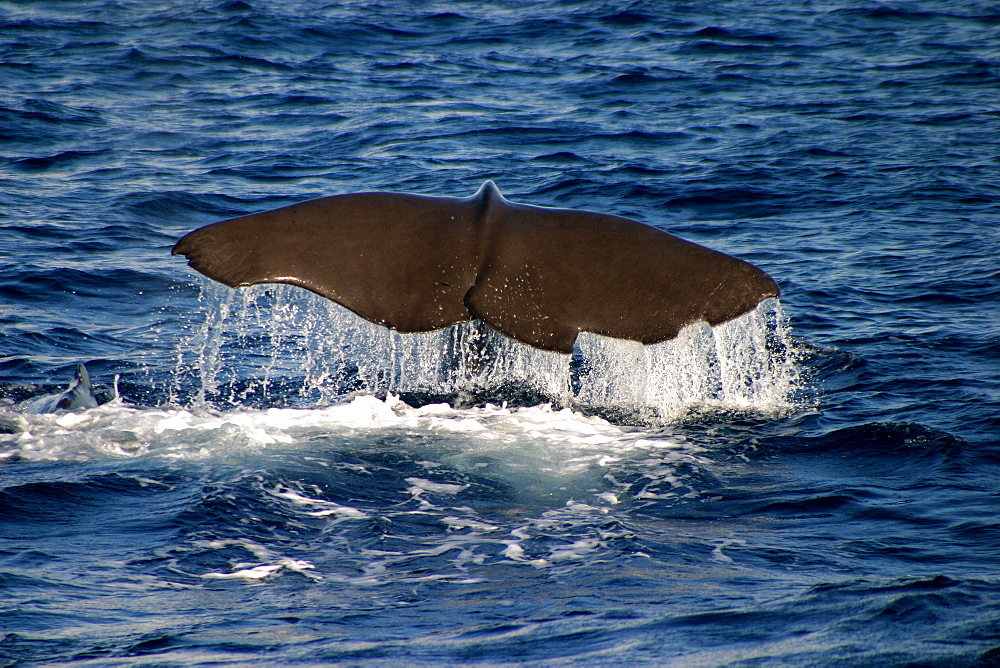 Sperm whale tail fluke (Physeter macrocephalus) Azores, Atlantic Ocean   (RR)