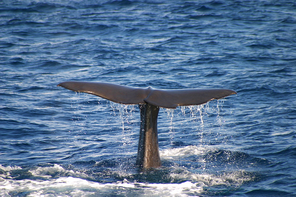 Sperm whale tail fluke as whale dives (Physeter macrocephalus) Azores, Atlantic Ocean   (RR)