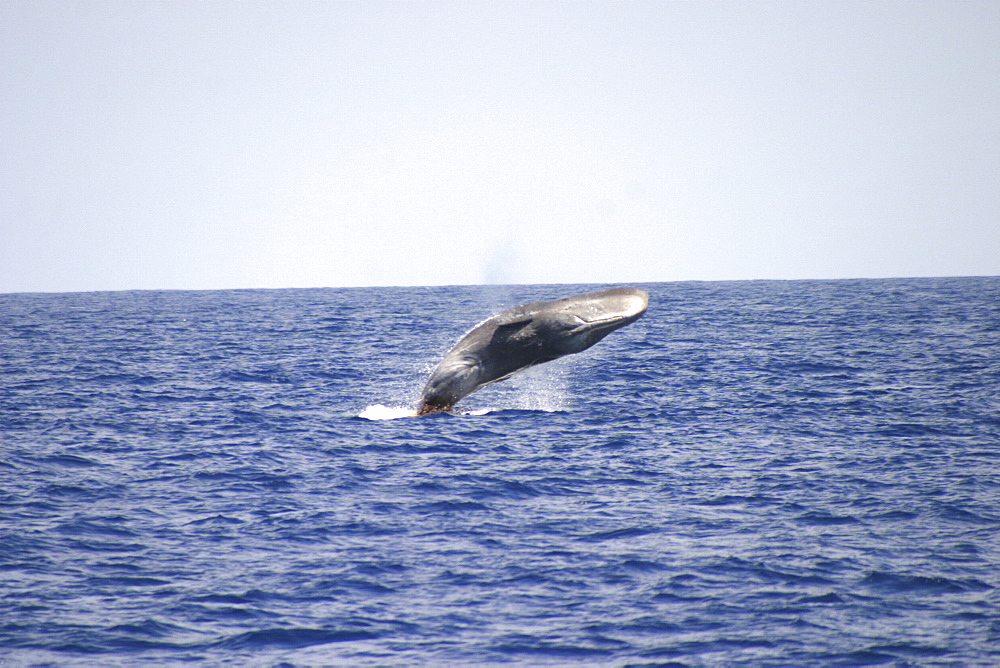 Sperm Whale (Physeter macrocephalus) breaching with defecation. Azores   (RR)