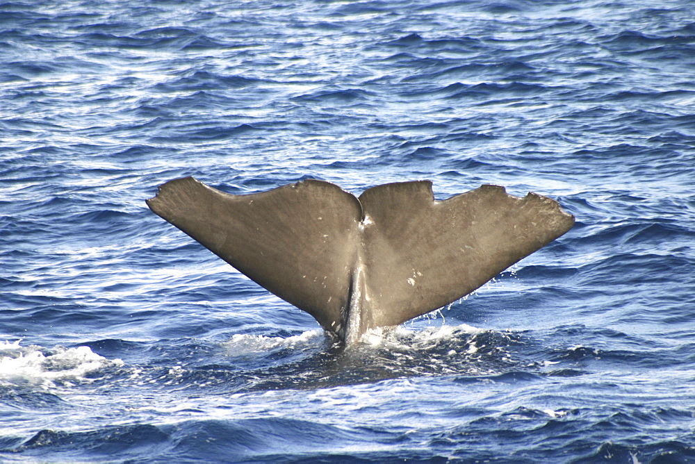 Sperm Whale (Physeter macrocephalus) Fluke with identifying marks on tail. Azores   (RR)