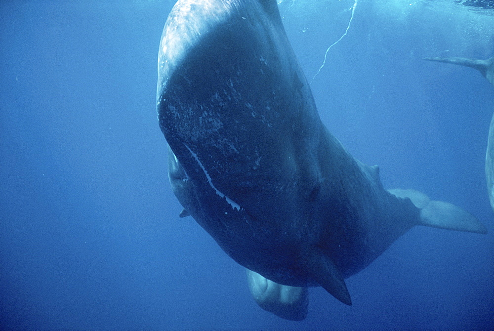 Sperm Whale (Physeter macrocephalus) close up head on view. Azores