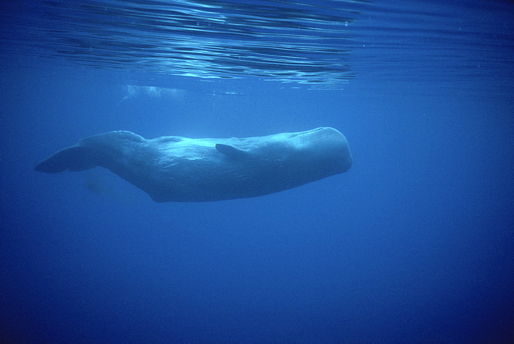 Sperm Whale (Physeter macrocephalus) upside down underwater. Azores