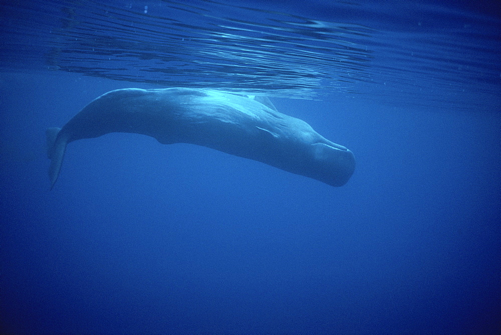 Sperm Whale (Physeter macrocephalus) upside down underwater. Azores