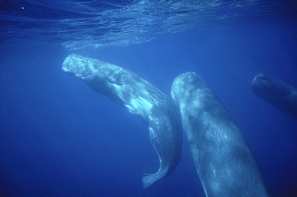 Sperm Whale (Physeter macrocephalus) social group underwater. Azores