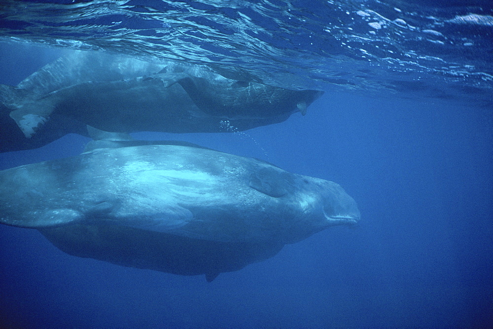 Sperm Whale (Physeter macrocephalus) social group with small calf. Azores