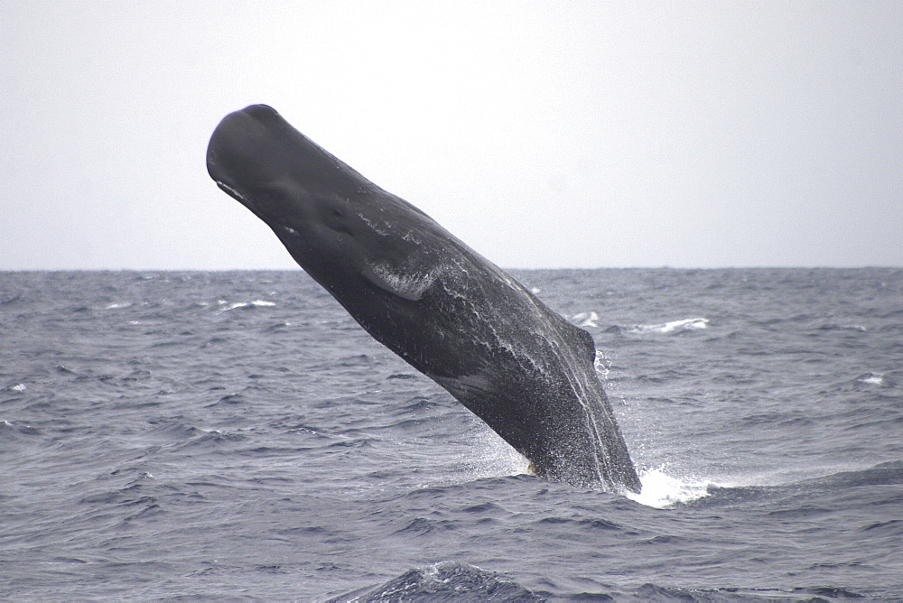 Sperm Whale, Physeter macrocephalus, Breaching off the Azores Islands, showing eye, mouth and pectoral fin - awesome   (RR)