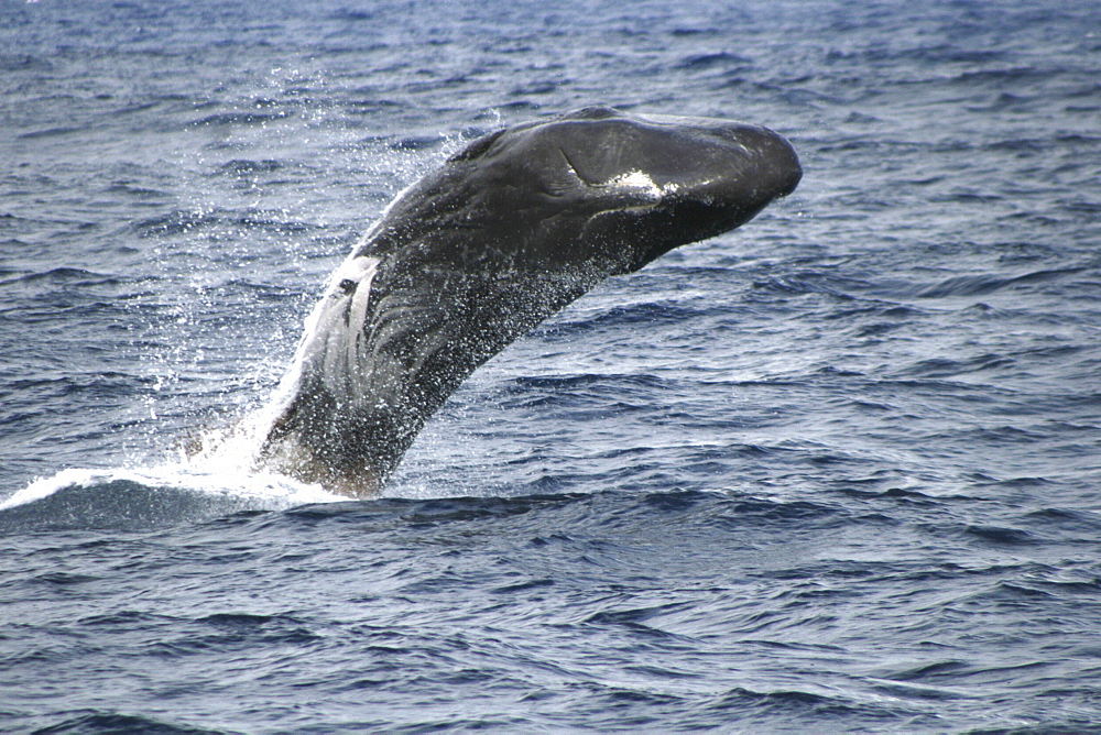 Sperm whale, Physeter macrocephalus, breaches in the Azores, showing mouth and underside   (RR)