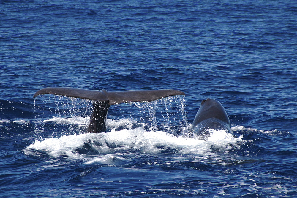 Sperm Whale, Physeter macrocephalus, mother and large calf fluking off the Azores Islands   (RR)