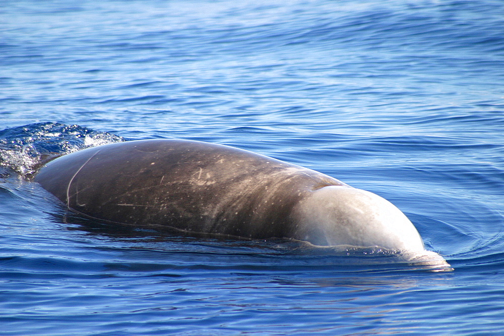 Cuvier's beaked whale (Ziphius cavirostris) at surface Azores, Atlantic Ocean   (RR)